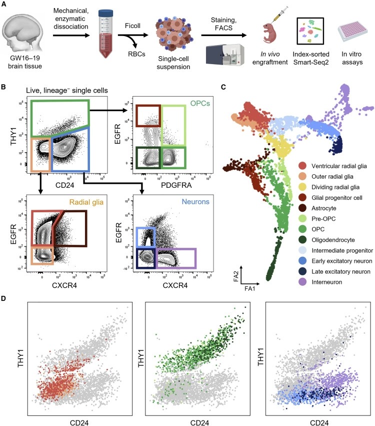 Purification and characterization of human neural stem and progenitor cells