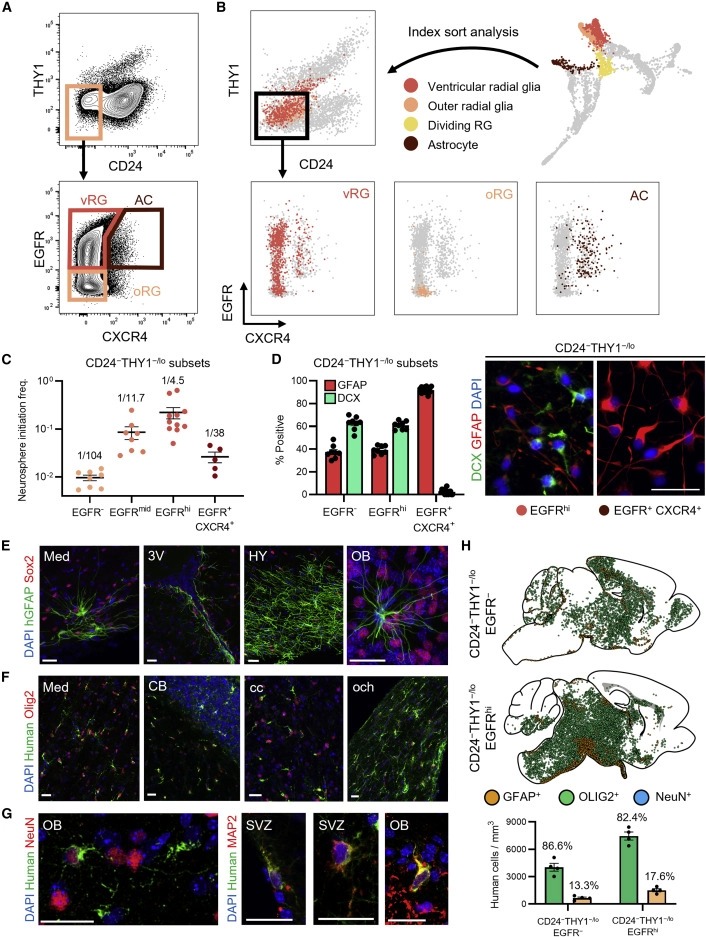 Purification and characterization of human neural stem and progenitor cells