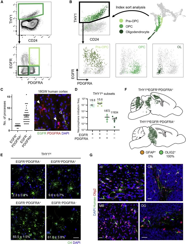 Purification and characterization of human neural stem and progenitor cells