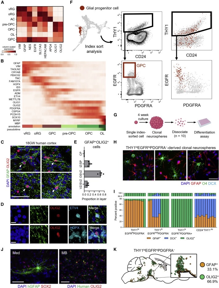 Purification and characterization of human neural stem and progenitor cells