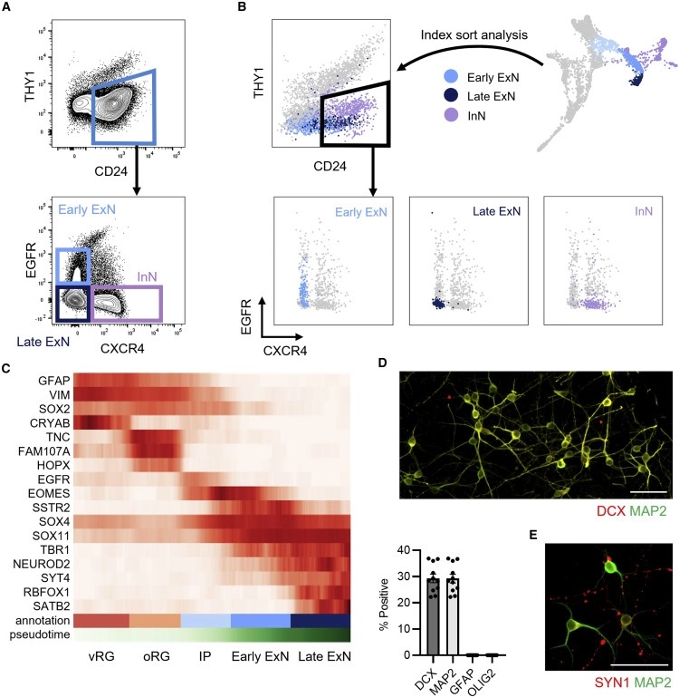 Purification and characterization of human neural stem and progenitor cells