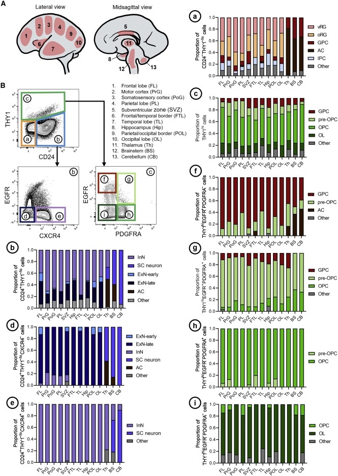 Purification and characterization of human neural stem and progenitor cells