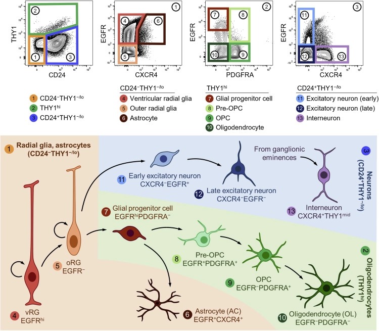 Purification and characterization of human neural stem and progenitor cells