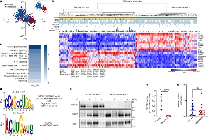 RBFOX2 modulates a metastatic signature of alternative splicing in pancreatic cancer