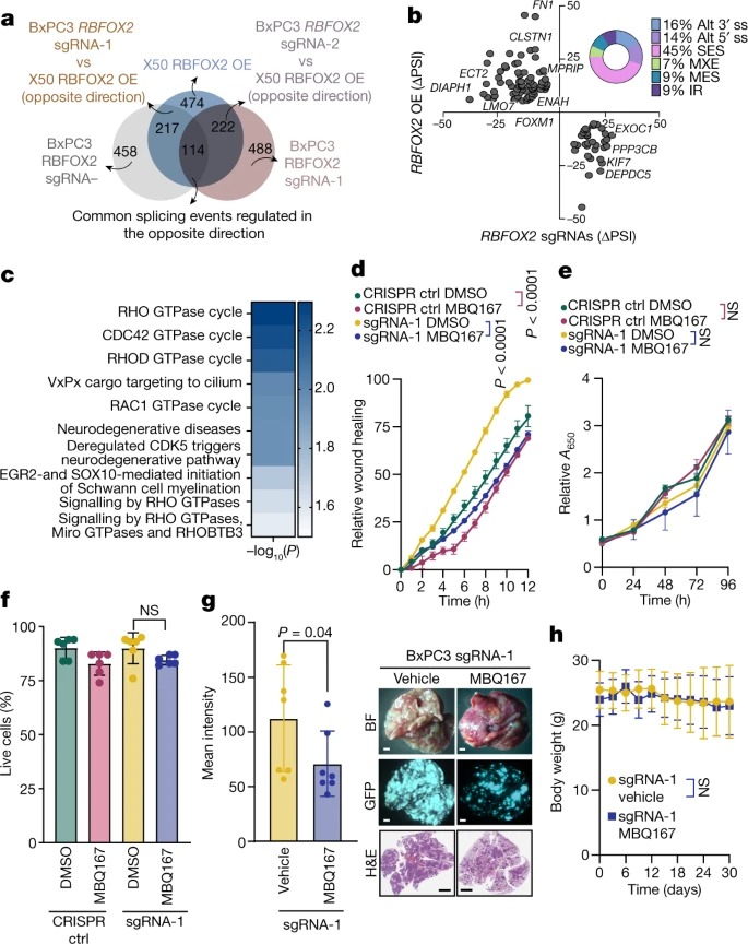 RBFOX2 modulates a metastatic signature of alternative splicing in pancreatic cancer