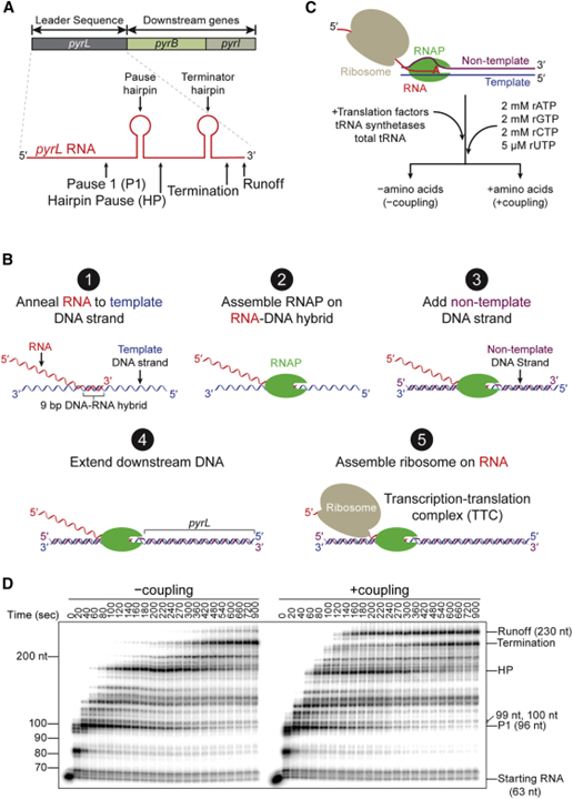 A trailing ribosome speeds up RNA polymerase at the expense of transcript fidelity via force and allostery