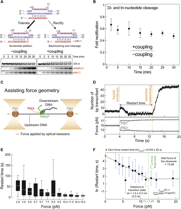 A trailing ribosome speeds up RNA polymerase at the expense of transcript fidelity via force and allostery