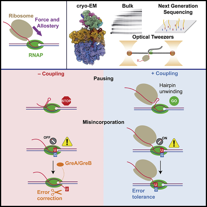 A trailing ribosome speeds up RNA polymerase at the expense of transcript fidelity via force and allostery