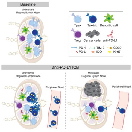 [Abs] Dynamic CD8+ T cell responses to cancer immunotherapy in human regional lymph nodes are disrupted in metastatic lymph nodes