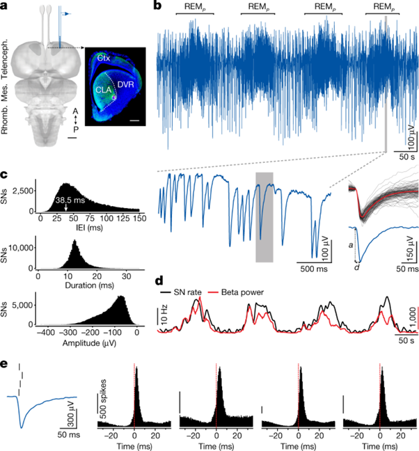 [Abs] Interhemispheric competition during sleep