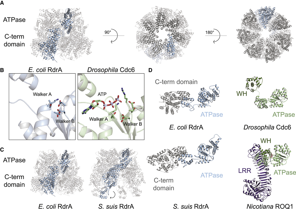 Cryo-EM structure of the RADAR supramolecular anti-phage defense complex