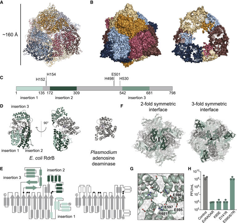 Cryo-EM structure of the RADAR supramolecular anti-phage defense complex