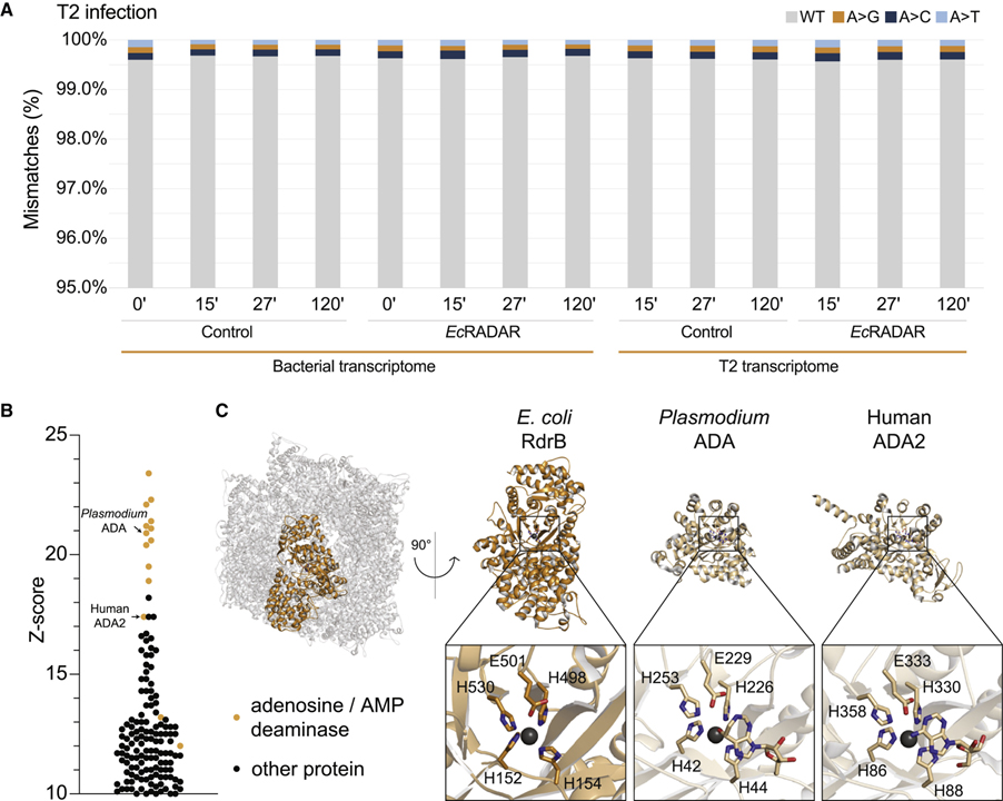 Cryo-EM structure of the RADAR supramolecular anti-phage defense complex