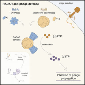 Read more about the article Cryo-EM structure of the RADAR supramolecular anti-phage defense complex