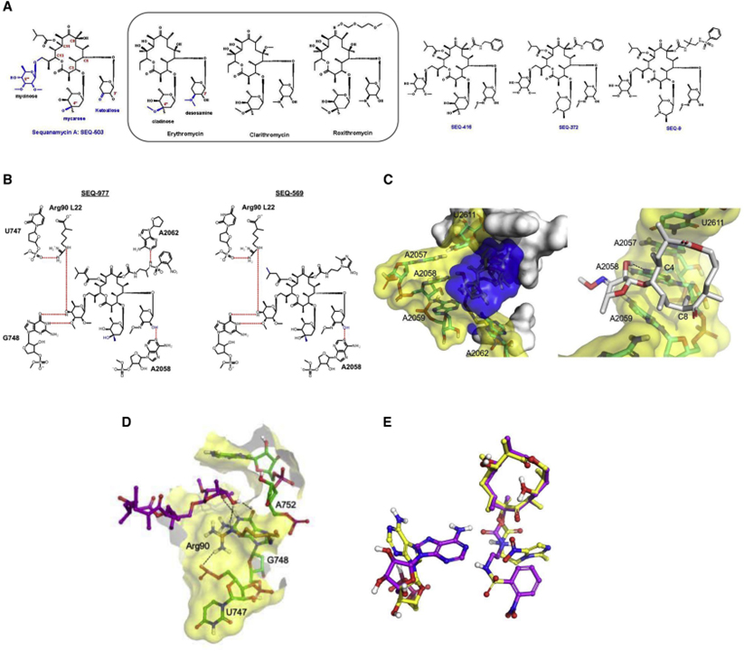 Discovery of natural-product-derived sequanamycins as potent oral anti-tuberculosis agents