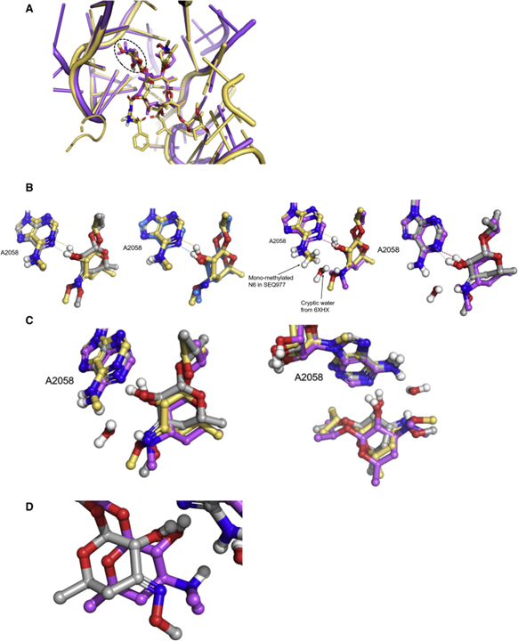 Discovery of natural-product-derived sequanamycins as potent oral anti-tuberculosis agents