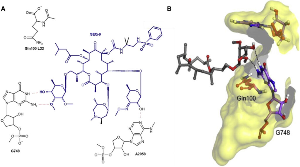 Discovery of natural-product-derived sequanamycins as potent oral anti-tuberculosis agents