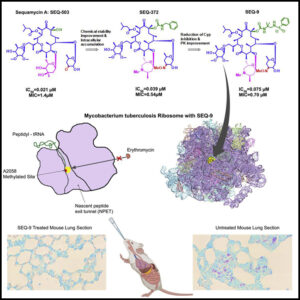 Read more about the article Discovery of natural-product-derived sequanamycins as potent oral anti-tuberculosis agents