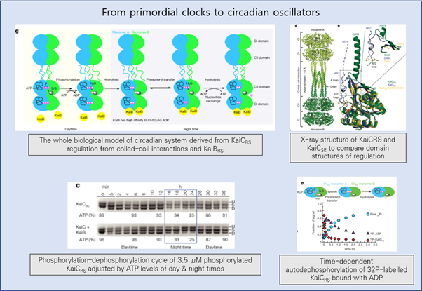 Read more about the article From primordial clocks to circadian oscillators