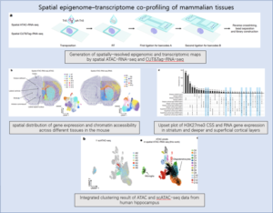 Read more about the article Spatial epigenome–transcriptome co-profiling of mammalian tissues