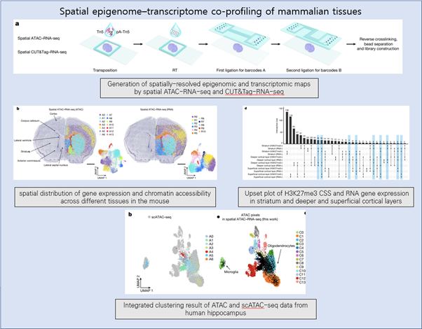 [EzV] Spatial epigenome–transcriptome co-profiling of mammalian tissues