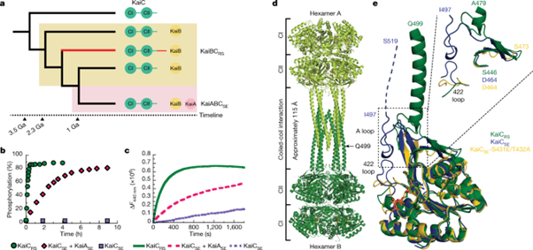 [Fig1] From primordal clocks to circadian oscillators