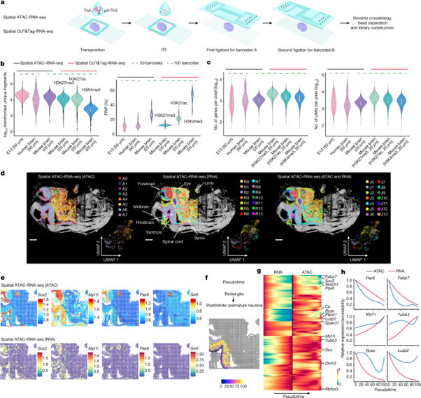 [Fig1] Spatial epigenome–transcriptome co-profiling of mammalian tissues