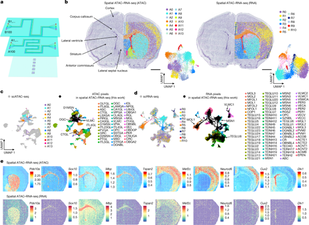 [Fig2] Spatial epigenome–transcriptome co-profiling of mammalian tissues