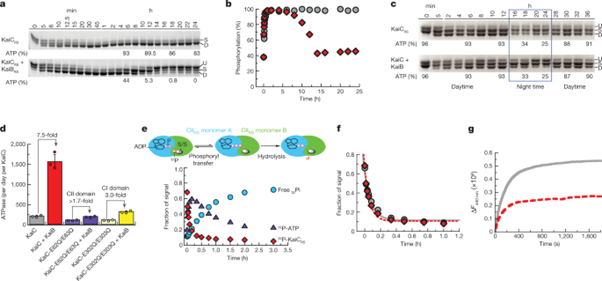 [Fig3] From primordial clocks to circadian oscillators