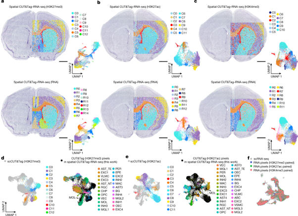 [Fig3] Spatial epigenome–transcriptome co-profiling of mammalian tissues