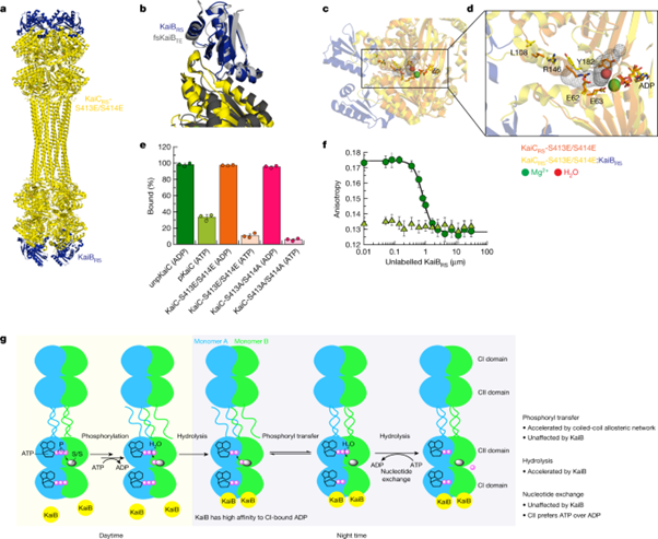 [Fig4] From primordial clocks to circadian oscillators