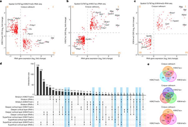 [Fig4] Spatial epigenome–transcriptome co-profiling of mammalian tissues