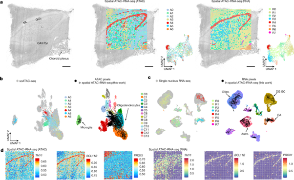 [Fig5] Spatial epigenome–transcriptome co-profiling of mammalian tissues