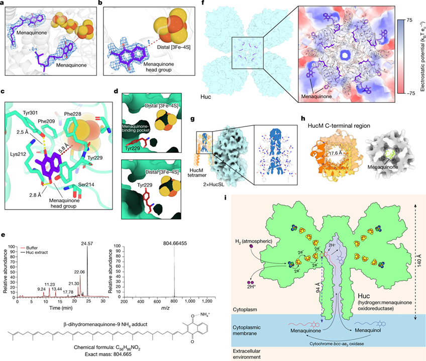 Structural basis for bacterial energy extraction from atmospheric hydrogen