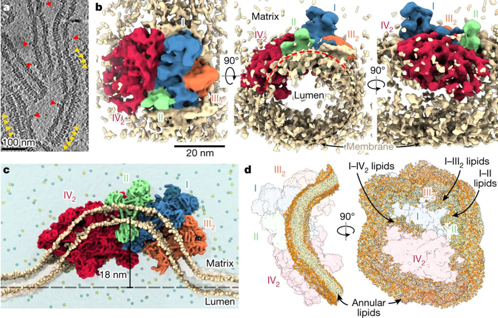 Structural basis of mitochondrial membrane bending by the I–II–III2–IV2 supercomplex