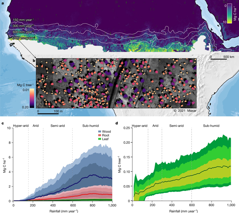 Sub-continental-scale carbon stocks of individual trees in African drylands