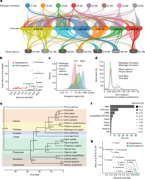 The giant diploid faba genome unlocks variation in a global protein crop