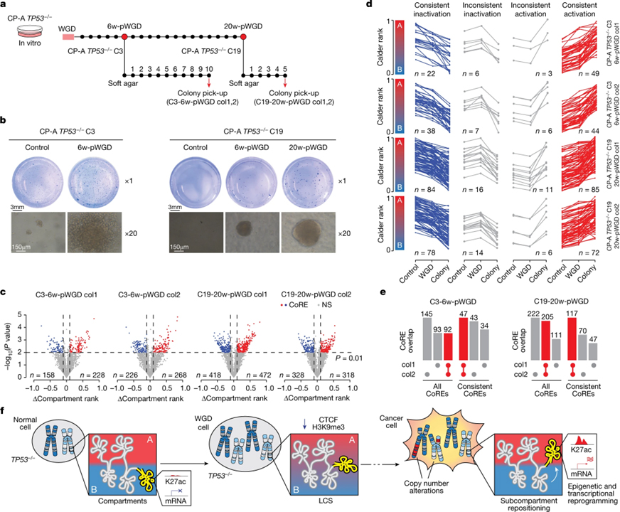 Whole-genome doubling drives oncogenic loss of chromatin segregation