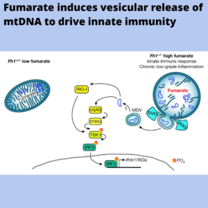 Read more about the article Fumarate induces vesicular release of mtDNA to drive innate immunity