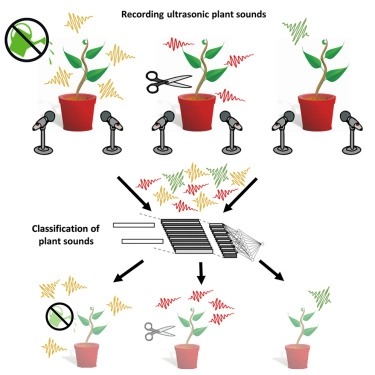 Sounds emitted by plants under stress are airborne and informative