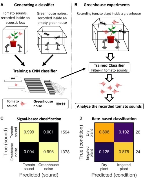 Sounds emitted by plants under stress are airborne and informative