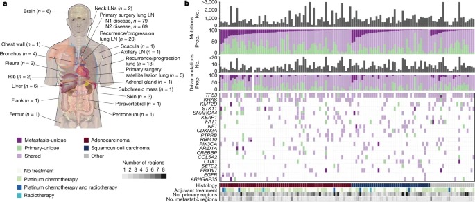 The evolution of non-small cell lung cancer metastases in TRACERx