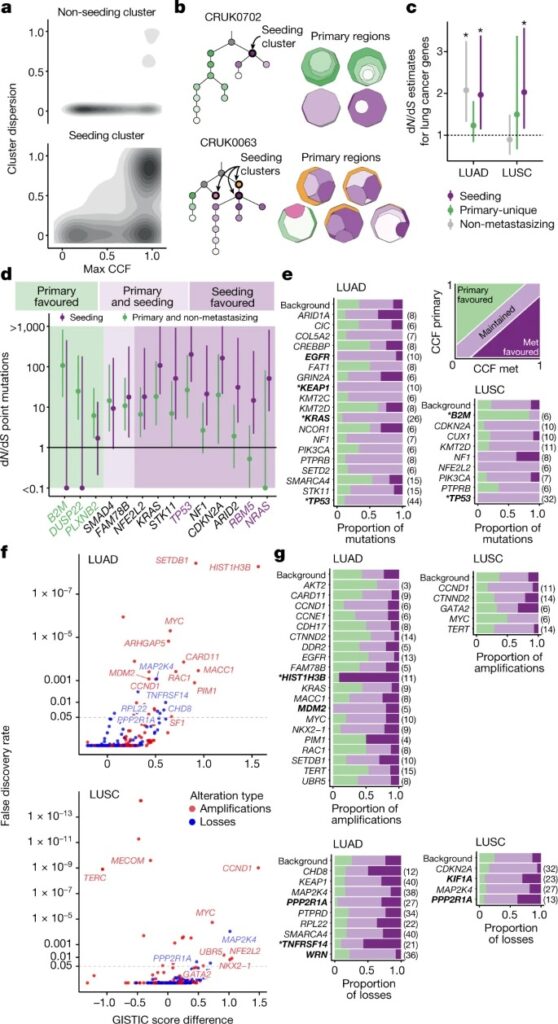 The evolution of non-small cell lung cancer metastases in TRACERx