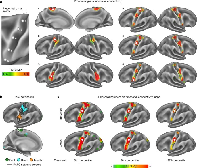 A somato-cognitive action network alternates with effector regions in motor cortex