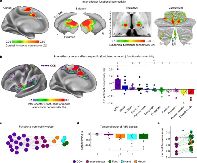 A somato-cognitive action network alternates with effector regions in motor cortex