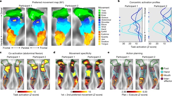 A somato-cognitive action network alternates with effector regions in motor cortex