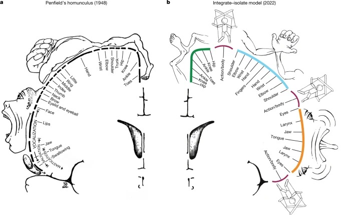 Read more about the article A somato-cognitive action network alternates with effector regions in motor cortex