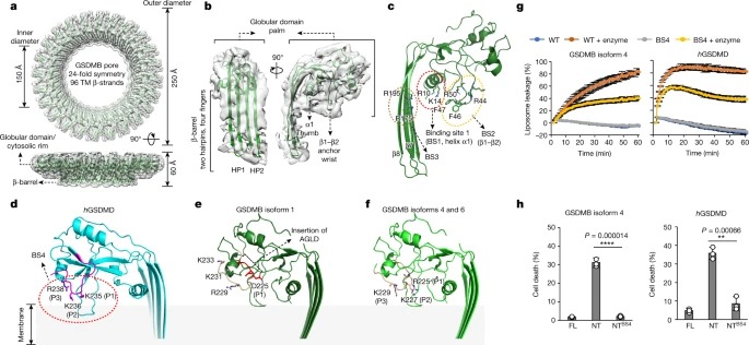 Structural basis for GSDMB pore formation and its targeting by IpaH7.8