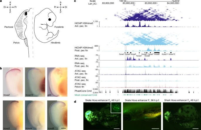 The little skate genome and the evolutionary emergence of wing-like fins