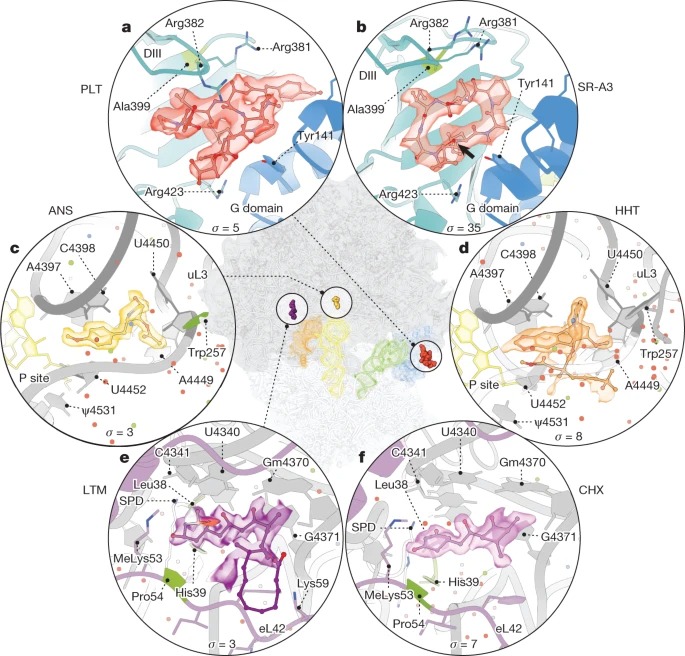 mRNA decoding in human is kinetically and structurally distinct from bacteria